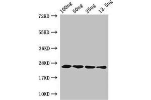 Western Blot Positive WB detected in Recombinant protein All lanes: hfb1 antibody at 4 μg/mL Secondary Goat polyclonal to rabbit IgG at 1/50000 dilution predicted band size: 25 kDa observed band size: 25 kDa