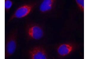 Immunofluorescence staining of methanol-fixed Hela cells using Ephrin-B2(Ab-330) Antibody. (Ephrin B2 anticorps)