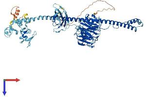 AlphaFold protein structure predicition of Human Recombinant TRIM2 Protein, UniprotID Q9C040