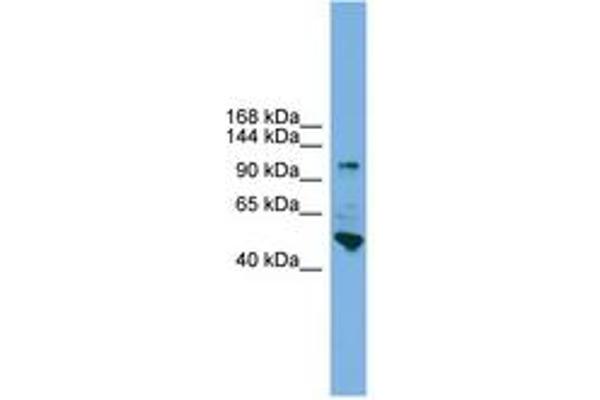 PCDH18 antibody  (N-Term)