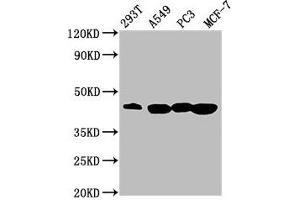 Western Blot Positive WB detected in: 293T whole cell lysate, A549 whole cell lysate, PC-3 whole cell lysate, MCF-7 whole cell lysate All lanes: SAV1 antibody at 3. (SAV1 anticorps  (AA 1-210))