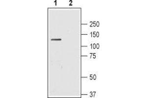 Western blot analysis of rat brain lysate: - 1.