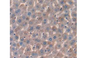 IHC-P analysis of Mouse Tissue, with DAB staining. (IL17 Receptor B anticorps  (AA 310-499))