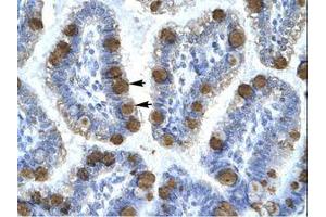 Image no. 1 for anti-Cyclin-Dependent Kinase 7 (CDK7) (C-Term) antibody (ABIN202294)