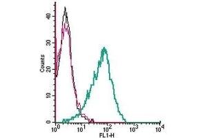 Cell surface detection of ADCY3 by indirect flow cytometry in live intact human MEG-01 megakaryocytic leukemia cells:  (black line) Cells.