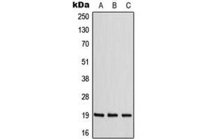 Western blot analysis of ZNF9 expression in MCF7 (A), NIH3T3 (B), Raw264. (CNBP anticorps  (Center))