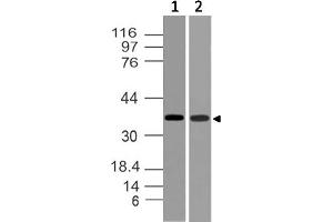 Image no. 1 for anti-TWIST Neighbor (TWISTNB) (AA 28-257) antibody (ABIN5027613) (TWIST Neighbor anticorps  (AA 28-257))