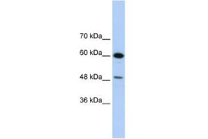 DAZAP1 antibody used at 1. (DAZAP1 anticorps  (C-Term))