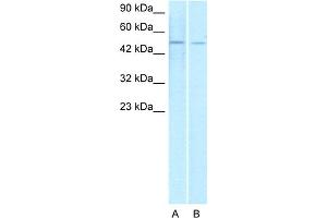WB Suggested Anti-ERG Antibody Titration:  1. (ERG anticorps  (Middle Region))