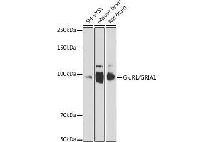 Western blot analysis of extracts of various cell lines, using GluR1/GRI antibody (826) at 1:1000 dilution.