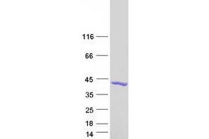 Validation with Western Blot