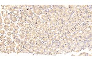 Detection of AFP in Mouse Stomach Tissue using Polyclonal Antibody to Alpha-Fetoprotein (AFP)