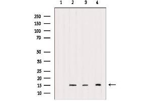 Western blot analysis of extracts from various samples, using Histone H2A. (H2AFX anticorps)