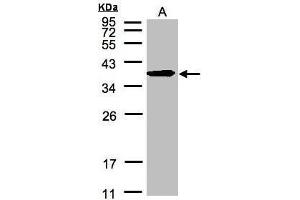 WB Image Sample(30 μg of whole cell lysate) A:HeLa S3, 12% SDS PAGE antibody diluted at 1:500 (ERLIN2 anticorps  (C-Term))