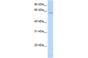 WB Suggested Anti-EIF3EIP Antibody Titration:  0. (EIF3L anticorps  (N-Term))