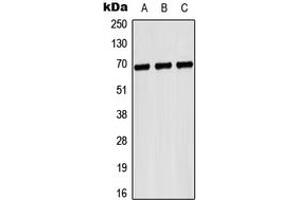 Western blot analysis of CD42b expression in Hela (A), NIH3T3 (B), H9C2 (C) whole cell lysates. (CD42b anticorps  (Center))