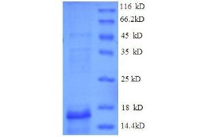 Oncomodulin (OCM) (AA 1-113) protein (His tag) expressed in E.