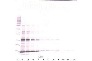 Image no. 7 for anti-Leptin (LEP) antibody (ABIN465530) (Leptin anticorps)