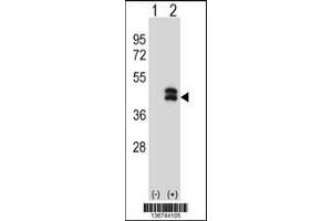 Western blot analysis of DUSP6 using rabbit polyclonal DUSP6 Antibody using 293 cell lysates (2 ug/lane) either nontransfected (Lane 1) or transiently transfected (Lane 2) with the DUSP6 gene.