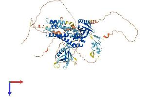 AlphaFold protein structure predicition of Human Recombinant FGD3 Protein, UniprotID Q5JSP0
