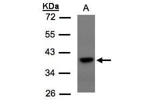 WB Image Sample(30 μg of whole cell lysate) A:293T 10% SDS PAGE antibody diluted at 1:1500 (TCF19 anticorps  (C-Term))