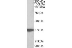 Western Blotting (WB) image for anti-Aminoacyl tRNA Synthetase Complex-Interacting Multifunctional Protein 1 (AIMP1) (AA 593-606) antibody (ABIN2465096) (AIMP1 anticorps  (AA 593-606))