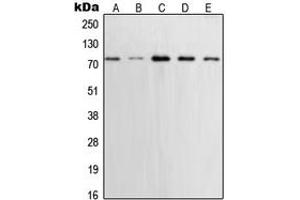 Western blot analysis of XRCC1 expression in MCF7 (A), U2OS (B), A431 (C), SHSY5Y (D), Saos2 (E) whole cell lysates.