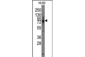 Western blot analysis of TRPV3 Antibody (C-term) (ABIN388190 and ABIN2850503) in HL60 cell line lysates (35 μg/lane). (TRPV3 anticorps  (C-Term))