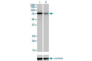 Western blot analysis of TCF12 over-expressed 293 cell line, cotransfected with TCF12 Validated Chimera RNAi (Lane 2) or non-transfected control (Lane 1).