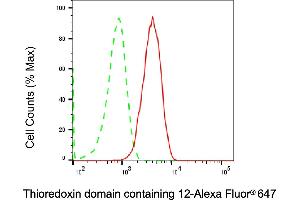 anti-Thioredoxin Domain Containing 12 (Endoplasmic Reticulum) (TXNDC12) antibody