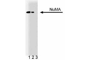 Western blot analysis of NuMA on a HeLa cell lysate (Human cervical epitheloid carcinoma, ATCC CCL-2). (NUMA1 anticorps  (AA 10-189))