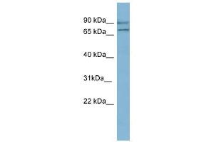 OXR1 antibody used at 1 ug/ml to detect target protein. (OXR1 anticorps  (N-Term))