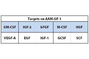 Image no. 1 for Mouse Growth Factor Array C1 (ABIN4955912) (Souris Growth Factor Array C1)