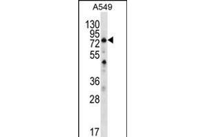 STA7 Antibody (C-term) (ABIN656352 and ABIN2845651) western blot analysis in A549 cell line lysates (35 μg/lane). (SPATA7 anticorps  (C-Term))
