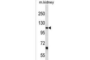 PTGFRN Antibody (Center) (ABIN1538438 and ABIN2849958) western blot analysis in mouse kidney tissue lysates (35 μg/lane). (PTGFRN anticorps  (AA 458-485))