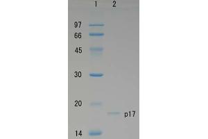 SDS-PAGE (SDS) image for Human Immunodeficiency Virus 1 Matrix (HIV-1 p17) protein (ABIN2452193) (HIV-1 p17 Protéine)