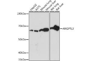 Western blot analysis of extracts of various cell lines, using  Rabbit mAb (ABIN7265591) at 1:1000 dilution. (ANGPTL3 anticorps)