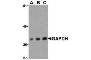 Western Blotting (WB) image for anti-Glyceraldehyde-3-Phosphate Dehydrogenase (GAPDH) (C-Term) antibody (ABIN1030405) (GAPDH anticorps  (C-Term))