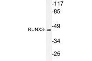 Western blot analysis of RUNX3 antibody in extracts from HUVEC cells. (RUNX3 anticorps)