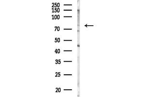 anti-Non-SMC Condensin II Complex, Subunit H2 (NCAPH2) antibody