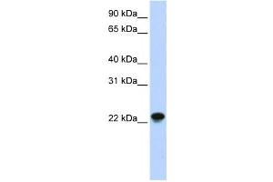Western Blotting (WB) image for anti-ADP-Ribosylation Factor-Like 8A (ARL8A) antibody (ABIN2459552) (ARL8A anticorps)