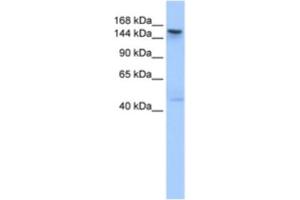 Western Blotting (WB) image for anti-Testis Expressed 14 (TEX14) antibody (ABIN2463620)