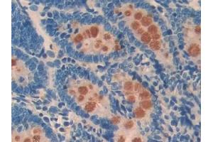 Detection of CD55 in Rat Small intestine Tissue using Polyclonal Antibody to Cluster Of Differentiation 55 (CD55)