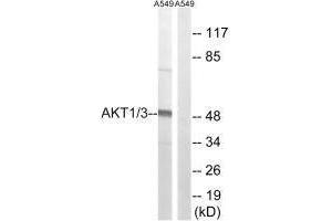 Western blot analysis of extracts from A549 cells, using AKT1/3 (Ab-437/434) antibody. (AKT1/3 (Tyr434), (Tyr437) anticorps)