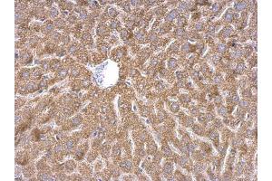 IHC-P Image WDR1 antibody detects WDR1 protein at cytosol on mouse liver by immunohistochemical analysis. (WDR1 anticorps  (C-Term))