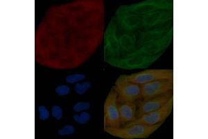 PKC delta Mouse Monoclonal Antibody staining Hela cells by IF/ICC. (PKC delta anticorps  (N-Term))