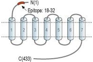Pyroglutamylated RFamide Peptide Receptor (QRFPR) peptide