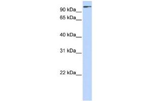 WB Suggested Anti-ZNF175 Antibody Titration:  0. (ZNF175 anticorps  (C-Term))