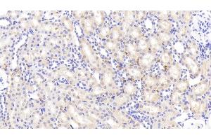 Detection of PZP in Rat Kidney Tissue using Polyclonal Antibody to Pregnancy Zone Protein (PZP)