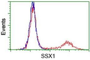 anti-Synovial Sarcoma, X Breakpoint 1 (SSX1) antibody